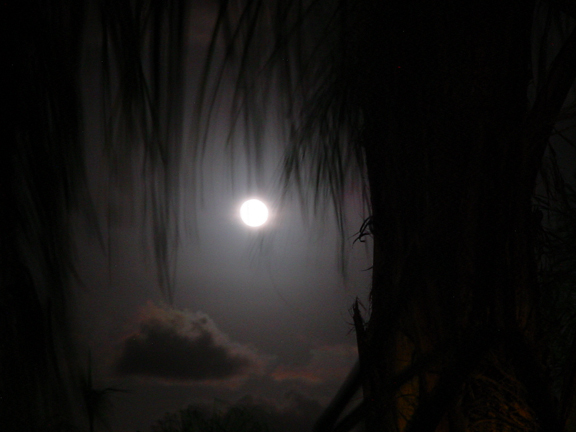 Dusk full moon thru the palms.