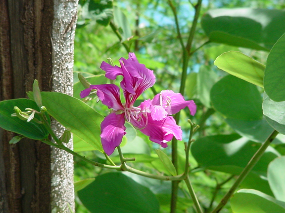 Flowers in almost every tree.