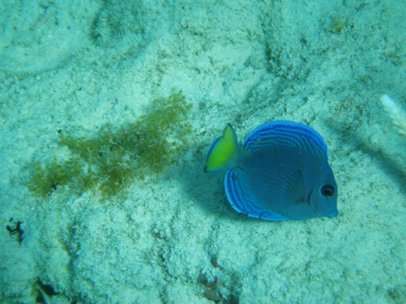 A blue tang - similar to Dory in Nemo.