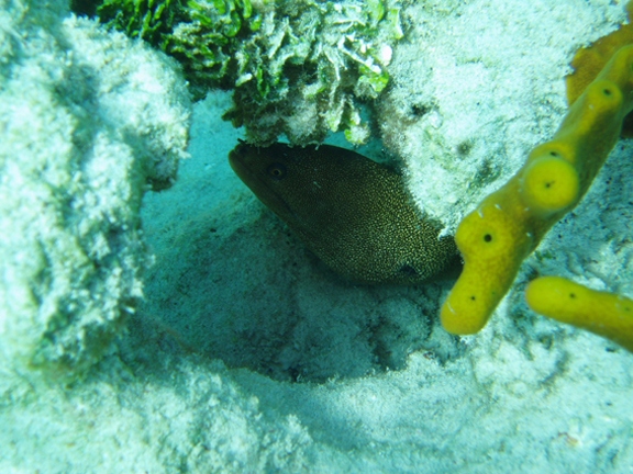 Is this eel shy or scared?